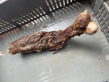 Carne descompuesta en Medellín -