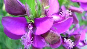 Cuáles son las propiedades medicinales