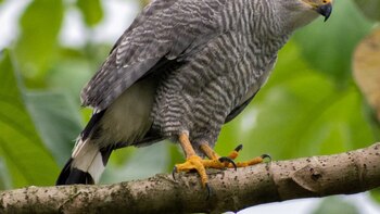Aves de Ecuador están amenazadas