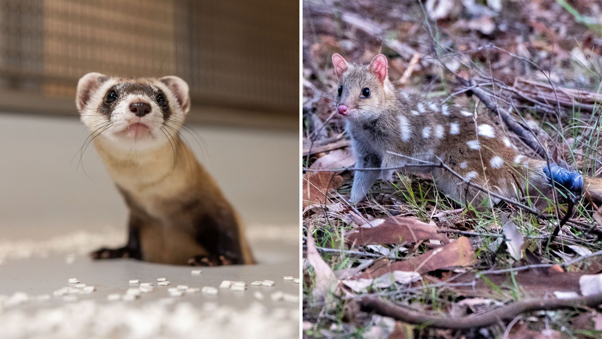 Cómo la ingeniería genética podría recuperar especies extintas y proteger a las que están en peligro
