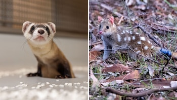 Un hurón negro sobre una superficie clara a la izquierda y un quoll manchado entre hojas secas a la derecha