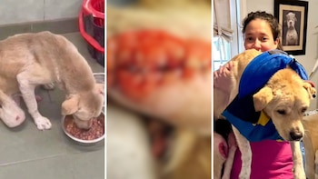 A pesar de sus heridas