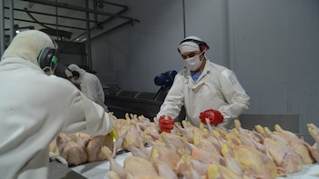 La Unión Europea vuelve a abrir sus puertas a la carne aviar argentina