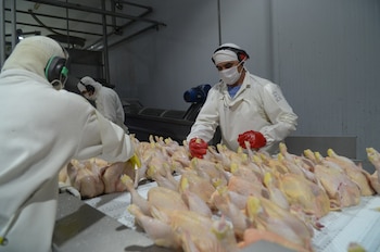 Frigorífico de carne aviar