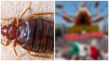 chinches pelicula mexicana (Twitter)