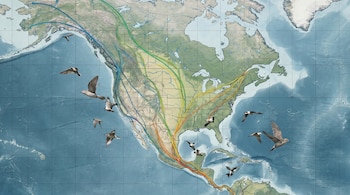 Mapa de América del Norte con relieves oceánicos y terrestres, cruzado por líneas curvas multicolores que representan rutas migratorias de aves y varias aves en vuelo.