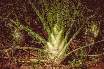 Imagen 2PDUHADPYBF2BDBPZPF7QCPB5I