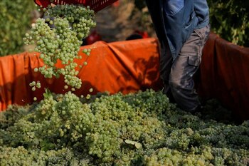 Con 19,18 millones de quintales