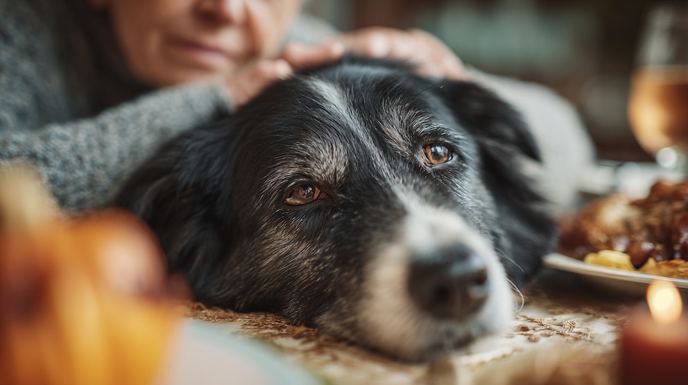 La demencia canina afecta a más del 60% de los perros mayores: síntomas para detectarla a tiempo La demencia canina afecta a más del 60% de los perros mayores: síntomas para detectarla a tiempo