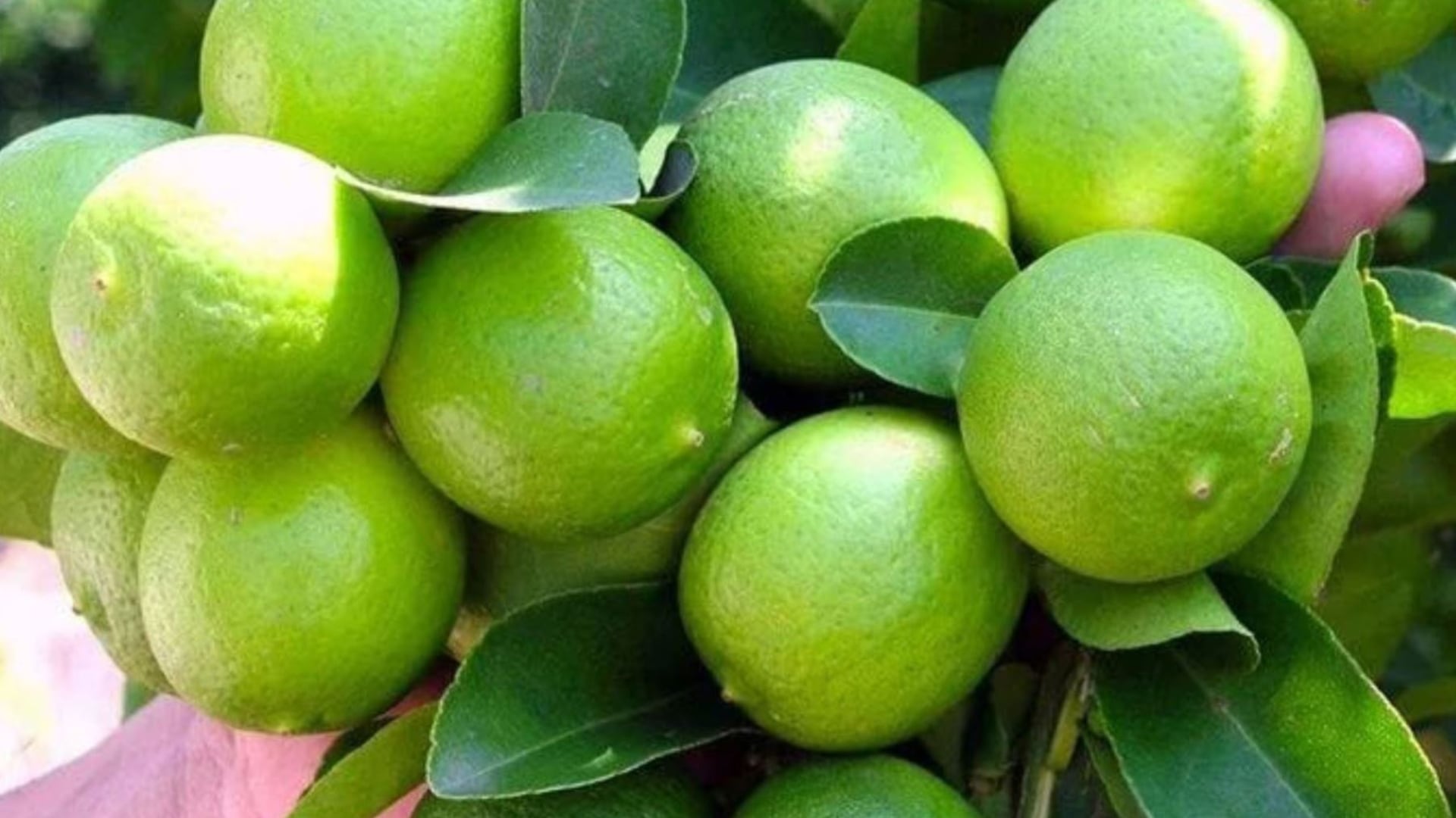 ¿El limón subirá de precio perjudicando la preparación del ceviche?: Economista hace preocupante pronóstico ante la llegada de El Niño Costero