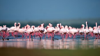 La Gran Migración del Serengueti,