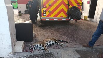Jaguar muerto en Quintana Roo