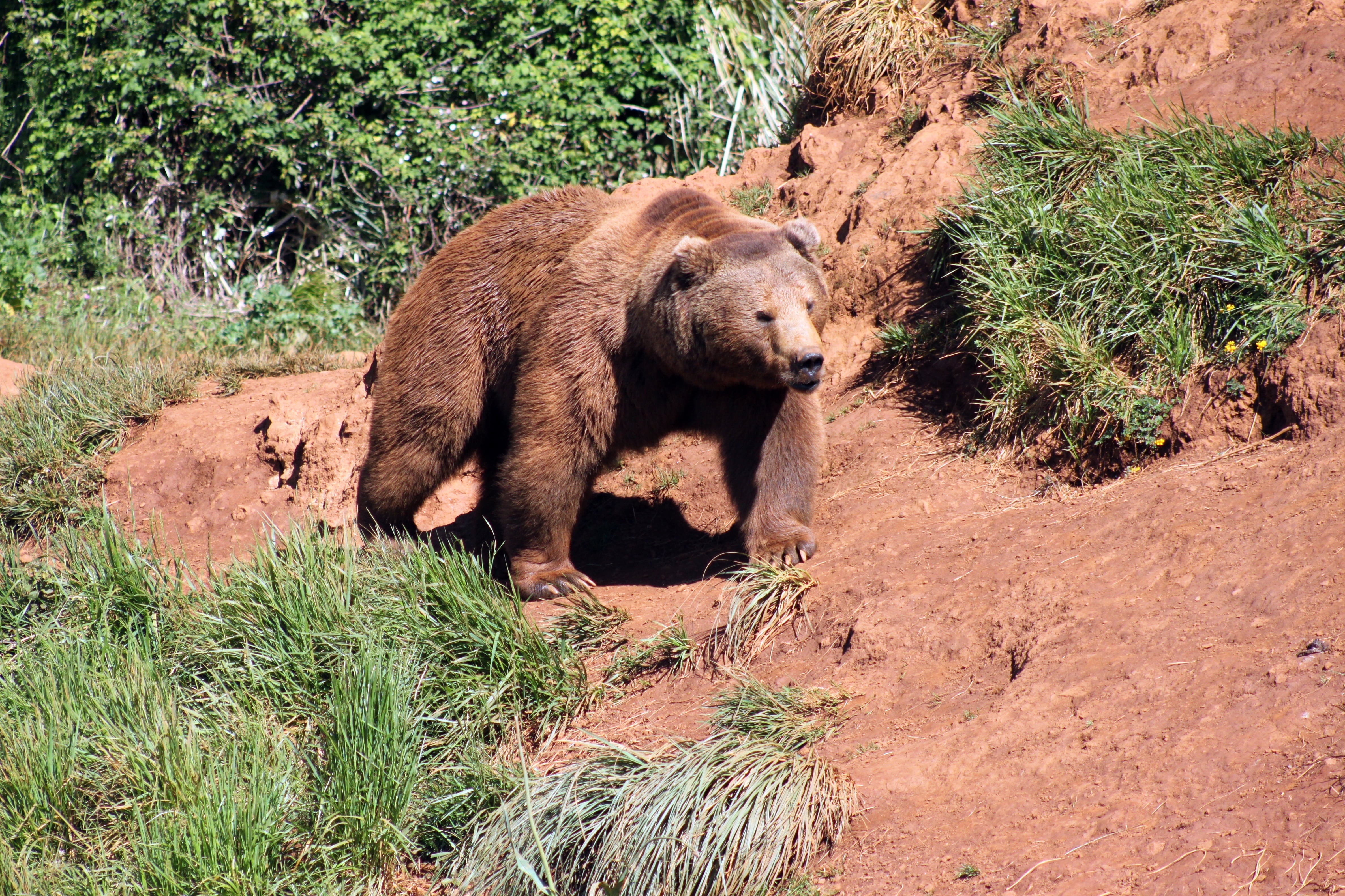 Imagen de archivo de un oso pardo. (Adobe Stock)