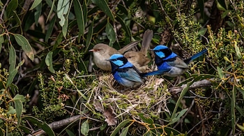Cuatro aves pequeñas, dos con plumaje azul brillante y dos castañas, permanecen junto a un nido de hierba en una rama con hojas verdes.