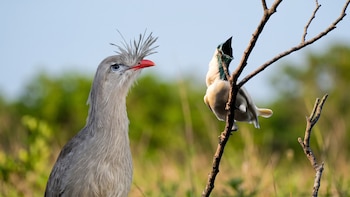 Dos aves superan el ruido de una motosierra y disputan el título por el canto más potente del mundo: qué hay detrás de esa fuerza vocal