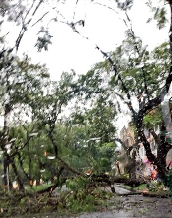 Uno de los árboles que