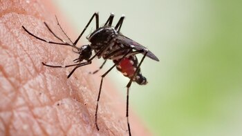 Tras las epidemias de dengue