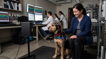 Un perro con una gorra de electroencefalograma y una mujer sentada junto a él miran hacia un altavoz en un laboratorio.