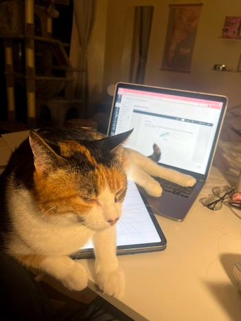 Gaara, la gata con la