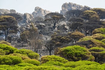 Vegetación quemada en el incendio