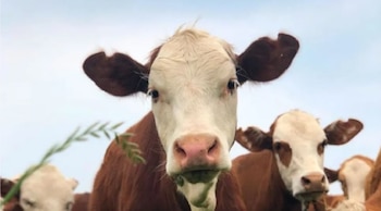 El sector ganadero enfrenta un