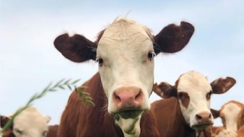 El nuevo escenario ganadero impulsa