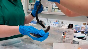 Una serpiente fue hallkada atascada