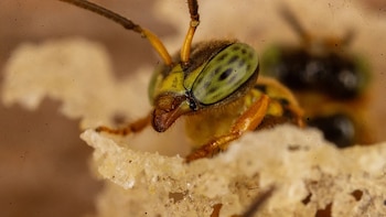 Abejas sin aguijón obtienen reconocimiento