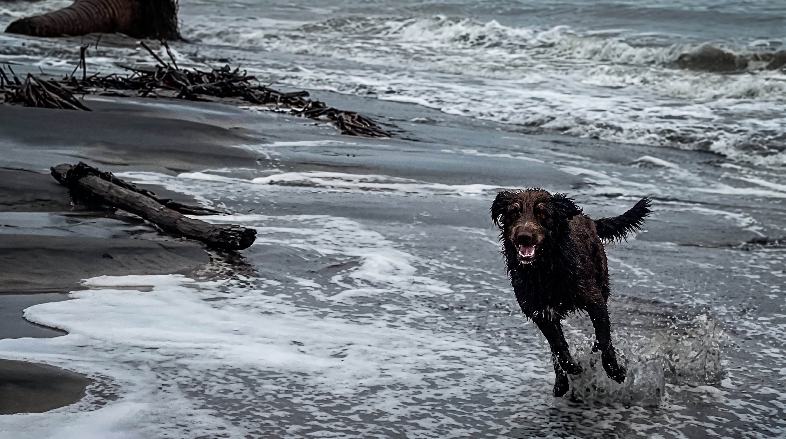 Max, el perro “Cazador de Huracanes” que se ha vuelto viral por desafiar al intenso oleaje