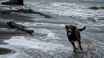 Un perro marrón mojado corre por la orilla del mar entre espuma blanca y restos de madera en la playa.