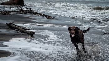 Max, el perro “Cazador de Huracanes” que se ha vuelto viral por desafiar al intenso oleaje