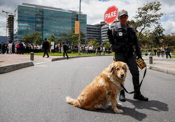 Perro de seguridad en Colombia.