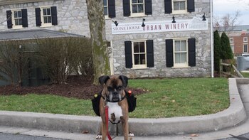 Soda Pup, la perrita que