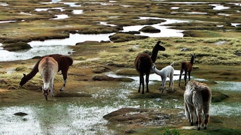 El acuerdo representa un innovador