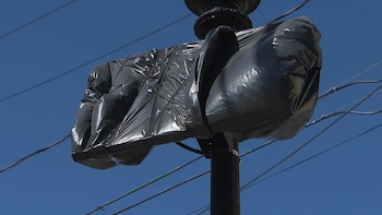 ¿Por qué las cámaras de Flock en Massachusetts ahora están cubiertas con bolsas de basura negras?