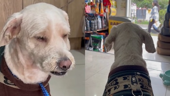 Perrito fue abandonado en