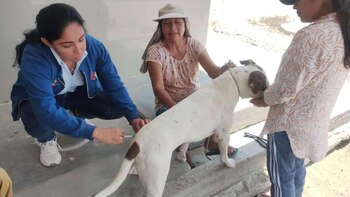 Más de 72 mil canes