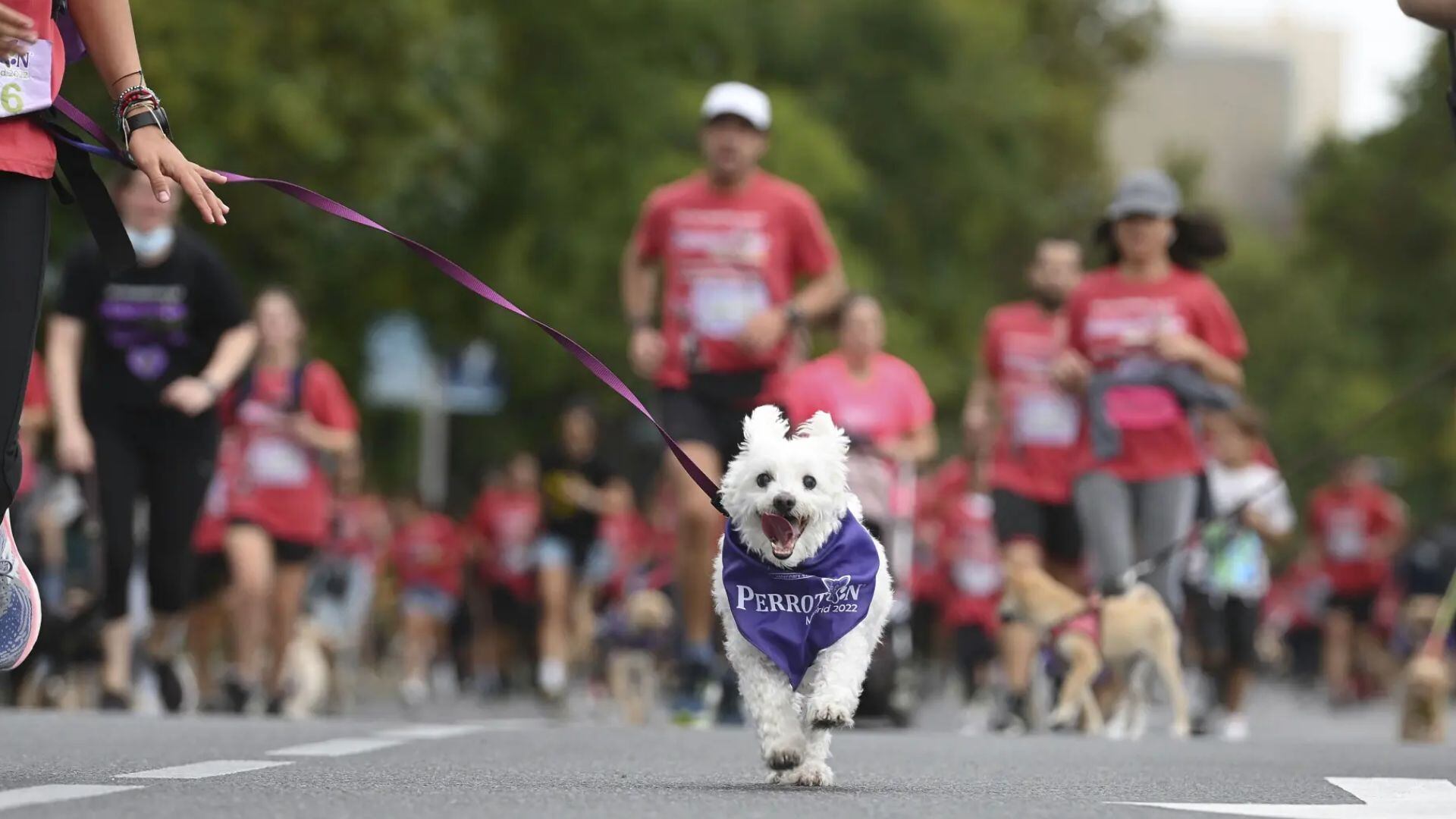 Carrera 8K con mascotas en Lima: ‘Corriendo por una Infancia Feliz’ tendrá nueva categoría el 18 de octubre