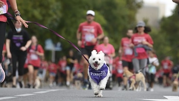 Carrera 8K con mascotas en Lima: ‘Corriendo por una Infancia Feliz’ tendrá nueva categoría el 18 de octubre