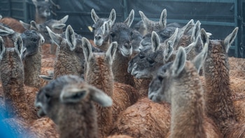 Liberaron en Chaco guanacos nacidos