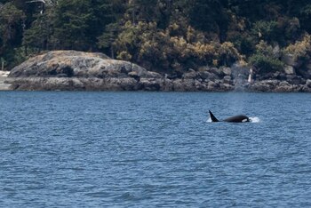 Las orcas, delfines imponentes, son