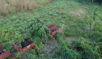 América Latina lidera la producción sostenible de palma de aceite con el 35% de su área bajo estándares voluntarios y altos índices de plantaciones libres de deforestación.
