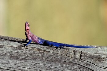 Lagarto agama de roca africano