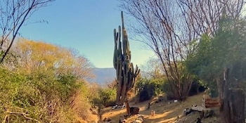El cardón “abuelo” de Catamarca es el cactus más grande de Argentina y el segundo más alto del mundo, con 15 metros de altura (Captura/Tiktok)