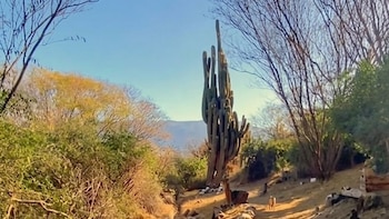 200 años, 15 metros de altura y una leyenda ancestral: la historia del cactus más alto de Argentina