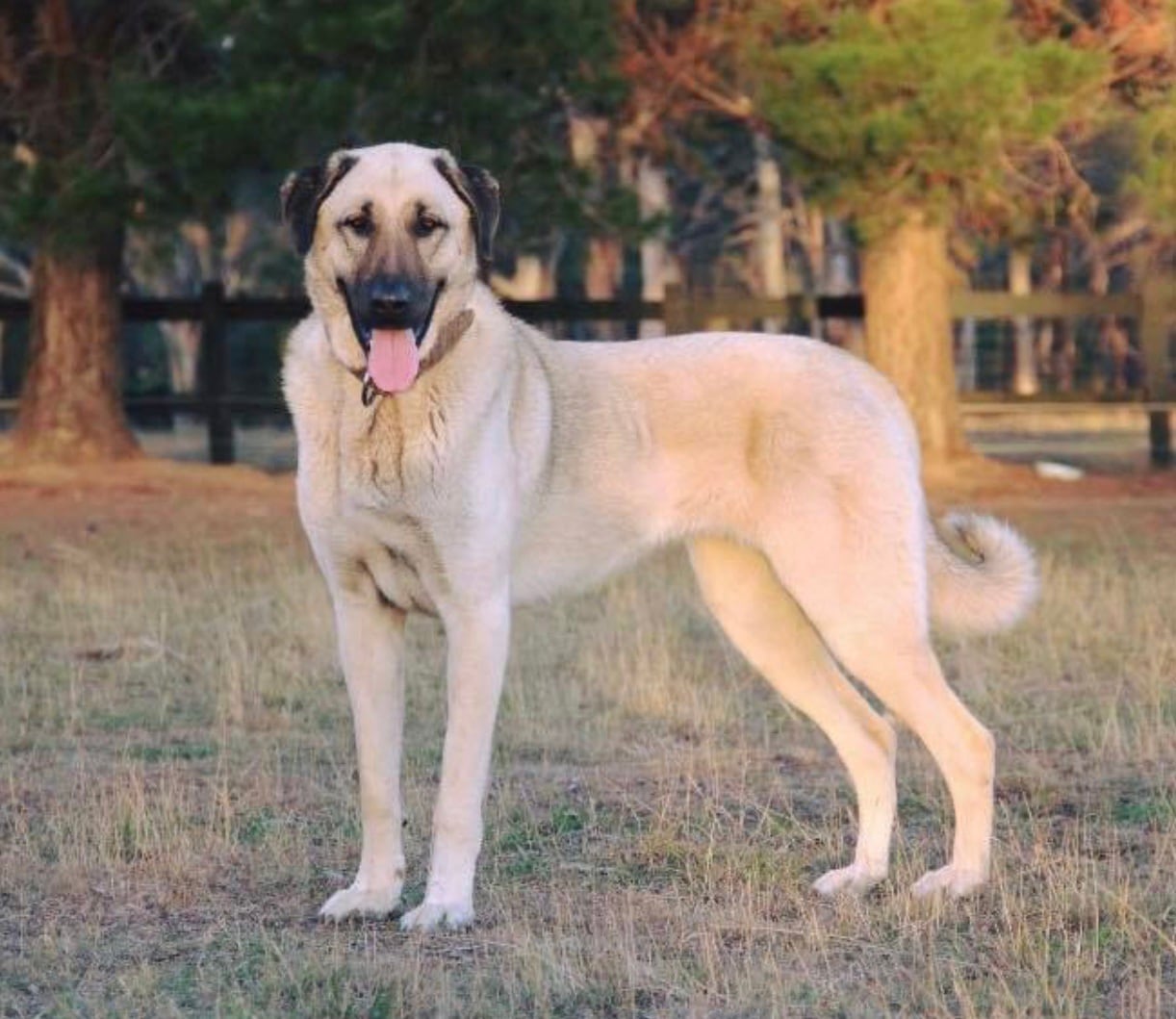 Kangal Turco, perros, razas de perros, mascotas, animales