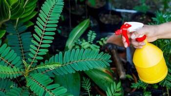 Aplicar bicarbonato de sodio disuelto