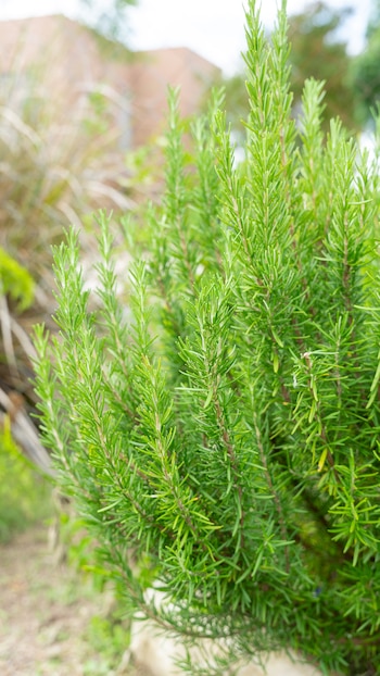 El romero se considera un