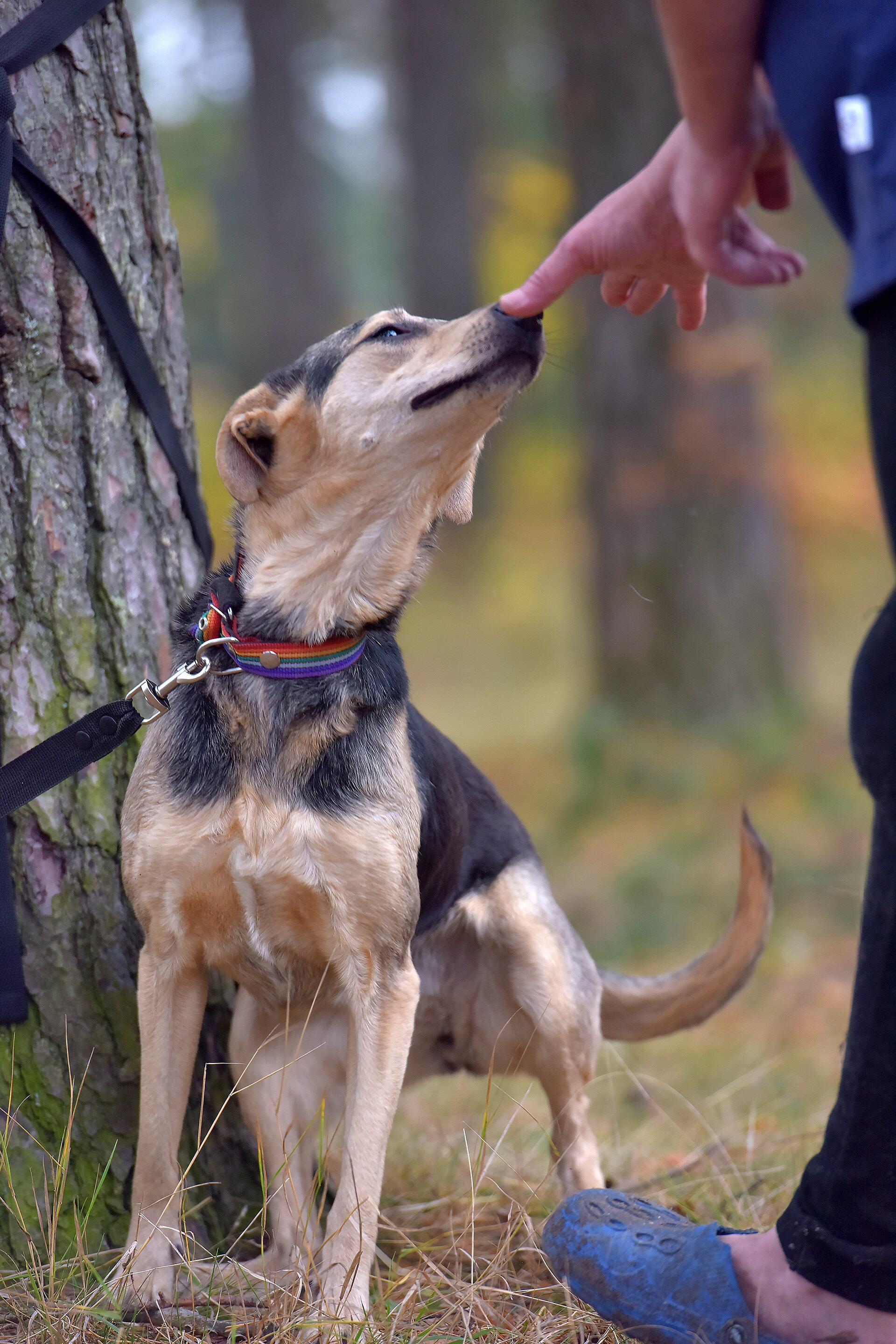 El estudio, realizado por universidades estadounidenses y Warrior Canine Connection, comparó el impacto de entrenar perros frente a observar videos (Freepik)
