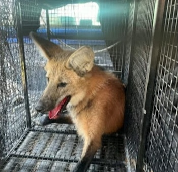 Atraparon el aguará guazú que vieron ayer en unos pastizales de la zona oeste de Rosario